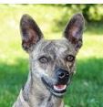 Marie, Ratermix, das Maskottchen und Logo der Hundeschule Amperland.
Ebenso Chefin der Kleinhunde in den Kursen.