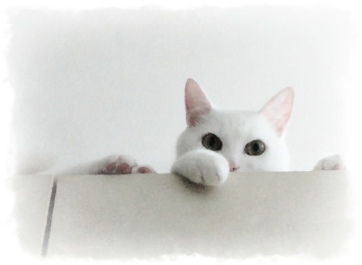 cat model