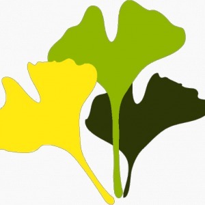 Ginkgo Elagage