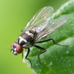 Pest Control Melbourne Wide
