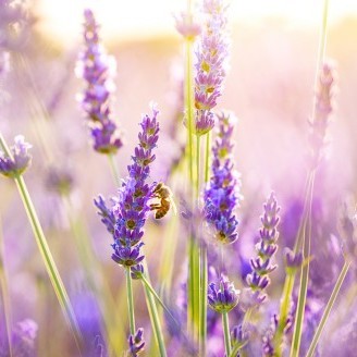 Lavender Photography