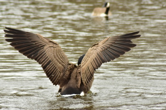 Goose flapping it's wings 