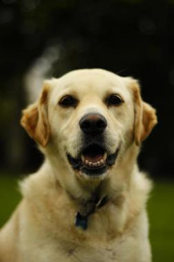Chien irlandais