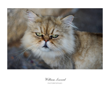 ANIMAUX DE COMPAGNIE
Le chat d'une dame à Périgueux