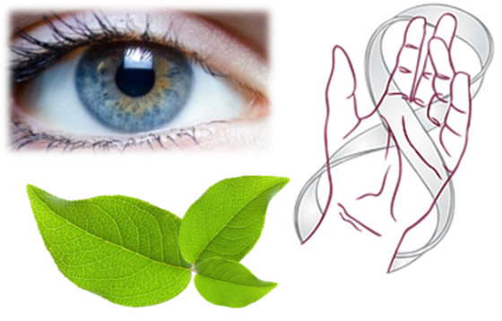 logo NaturoLux