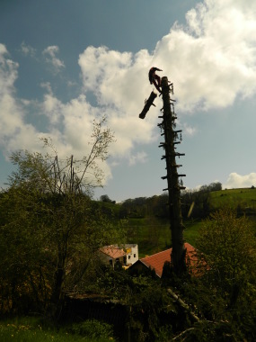 abattage par démontage d'un épicéa