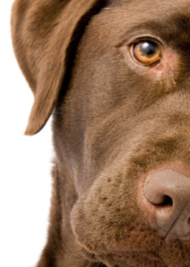"Côté Chiens" Comportementaliste spécialiste de la relation Homme/Chien en Basse Normandie