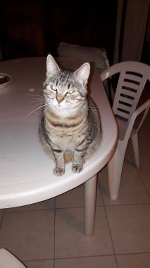 Mystie un de mes chats