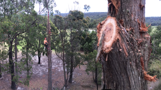 A team of qualified arborists (tree climbers) training in correct techniques and methods.