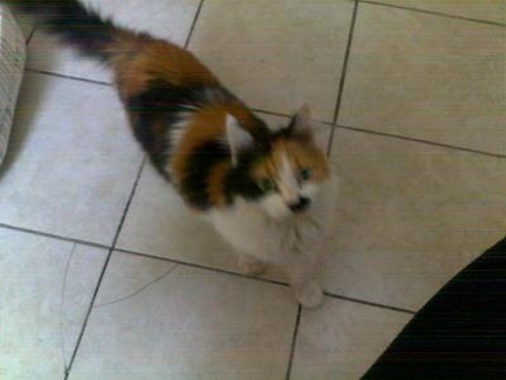 Un des chats que j'ai gardé à mon domicile lors du séjour de ses propriétaires.