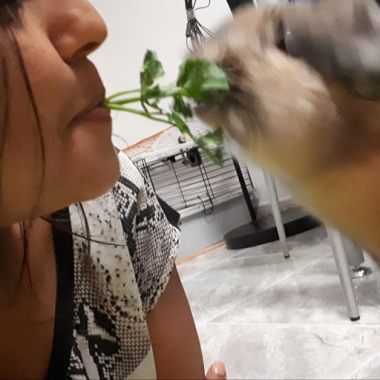 Four Paws - Pet Sitter/ Dog Walker