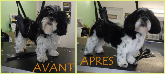 Shih Tzu - coupe nounours (coupe ciseaux)
Avant- après