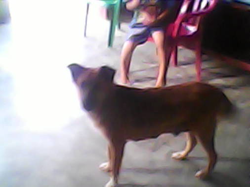 Cuidado de animal a los 9 meses