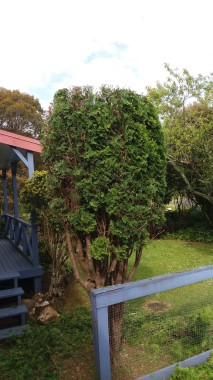 Tree Trimming