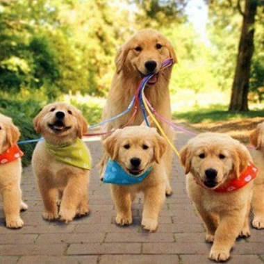 Life - Passeio Com Animais