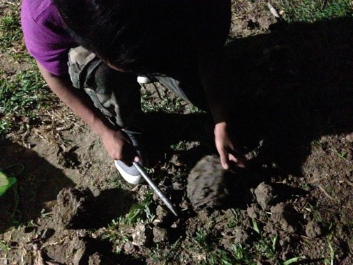 Process of how to capturing live 
"QUEEN TERMITE"