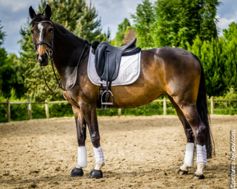 Pose équestre