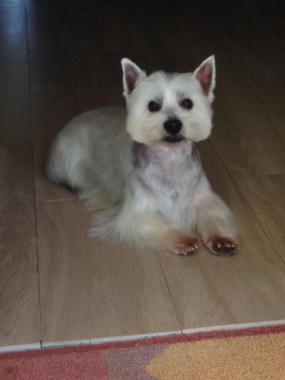 westie avec tonte dessus de corps + robe longue