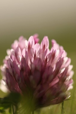 Clover flower