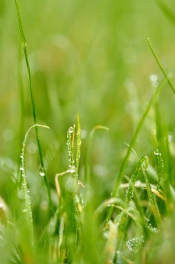 Dew on grass