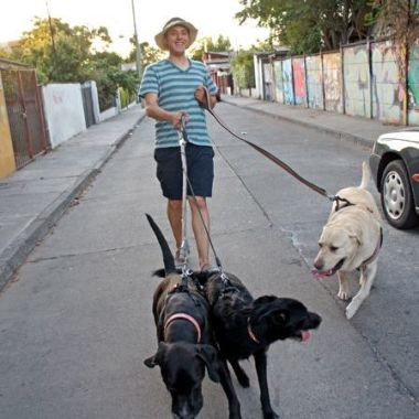 Paseador De Perros