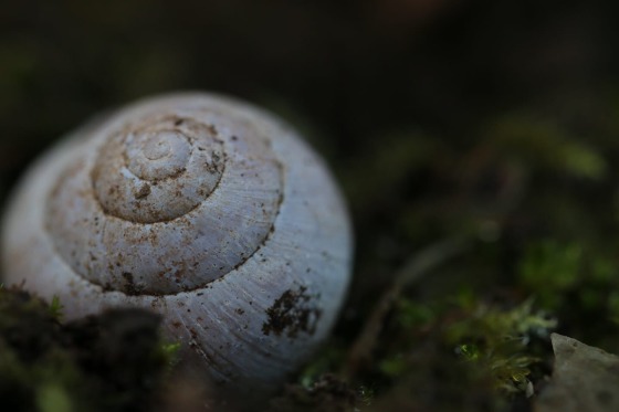 Shell on moss