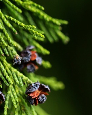 Cypress seeds
