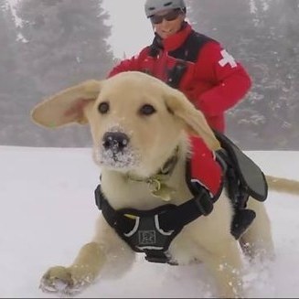 Cuidado Canino Pgei.
