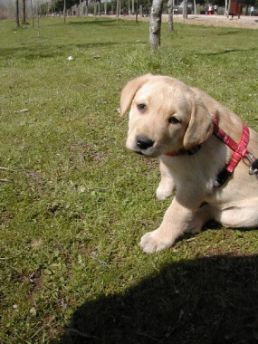 Samber en su paseo matutino y su mirada de d