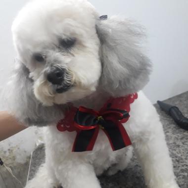 Auau Miau Banho E Tosa Pet  Shop