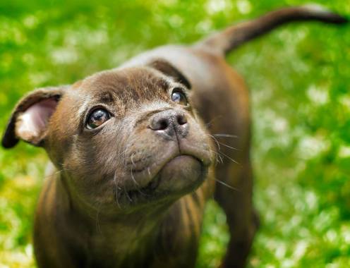 This is a photo I took of my puppy staffy at 14 weeks old.