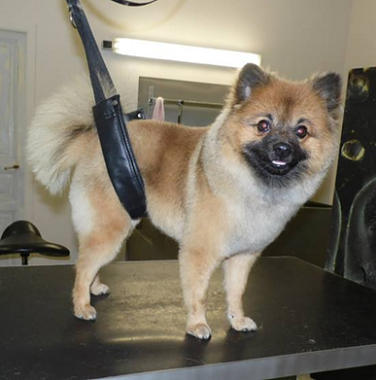 Spitz coupe ciseaux nounours