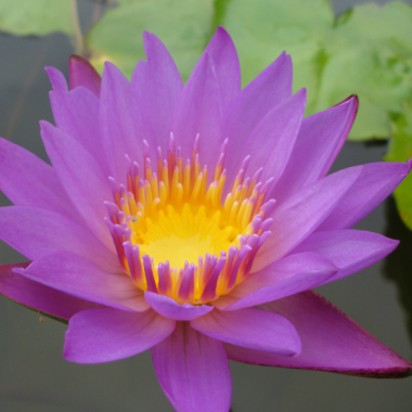 Flor Engomadoria