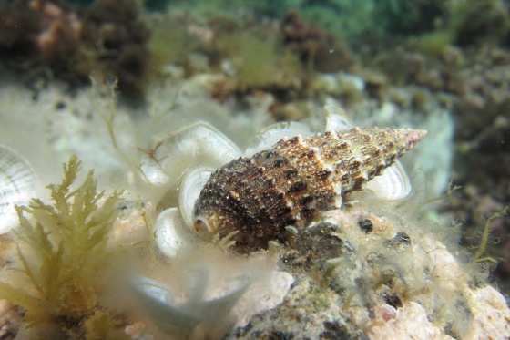 Une flore et faune remarquable. Nos sites de plongée sont réputés et protégés par une charte de l'Observatoire Marin du Golfe de Saint-Tropez