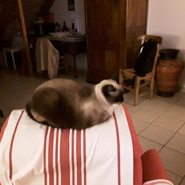 Patcanin