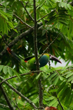 Fotografia tomada para ecotur stremo en el pomo valle del cauca