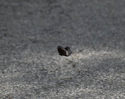 DSC_0045.JPG