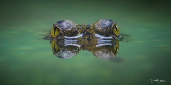 Gavial de Pairi Daiza