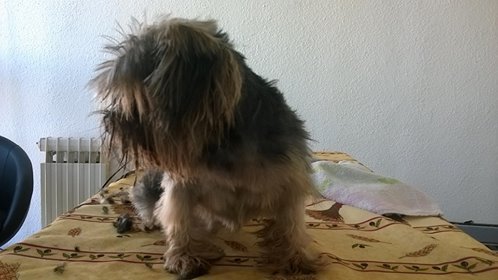 La jolie Biscotte avant