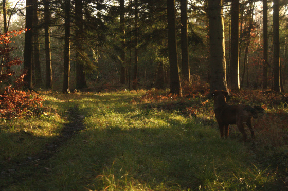 En forêt avec Mady