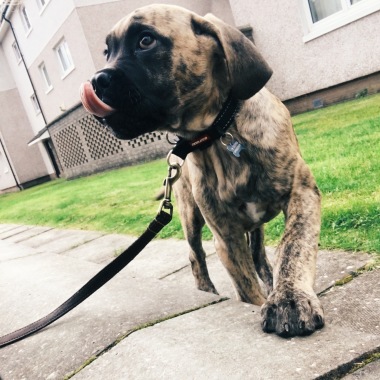 Cardonald Dog Walking