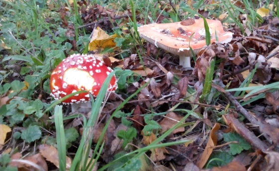 Endlich mal ein Fliegenpilz