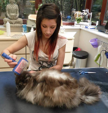 Bain et démêlage/débourrage Chat