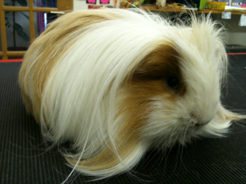 Cochon d'inde furet lapin brossage et taille des ongles