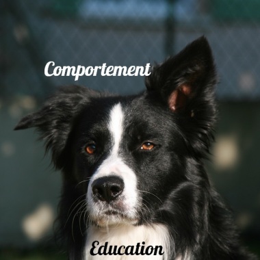 Messages Canins : Education Canine Et Comportement Canin