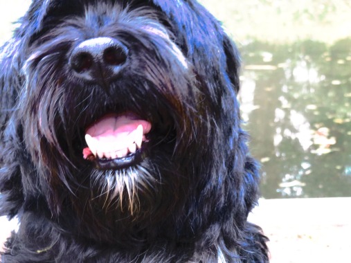 Pabu of Regents Park (Tibetan Terrier)