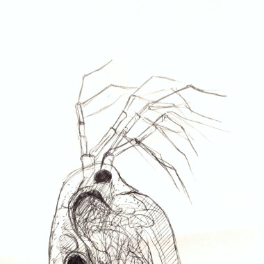 Guastavero