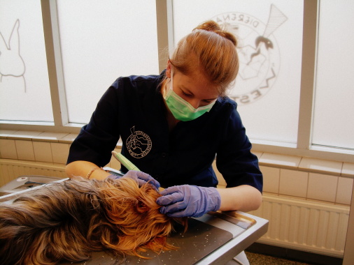 Tijdens mijn stage bij een dierenartsenpraktijk. Tanden schoonmaken van m'n hond.