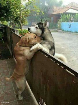 La verdadera amistad 