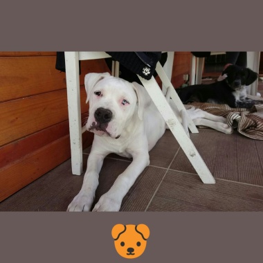 petit chien deviendra grand